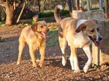 DANIEL, Hund, Mischlingshund in Griechenland - Bild 10