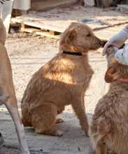 DANIEL, Hund, Mischlingshund in Griechenland - Bild 4