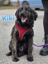 KIKI, Hund, Golden Retriever-Hravatski Ovcar-Mix in Kroatien - Bild 1