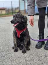 KIKI, Hund, Golden Retriever-Hravatski Ovcar-Mix in Kroatien - Bild 12