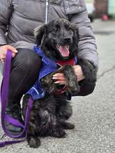 KIKI, Hund, Golden Retriever-Hravatski Ovcar-Mix in Kroatien - Bild 2