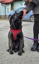 KIKI, Hund, Golden Retriever-Hravatski Ovcar-Mix in Kroatien - Bild 3