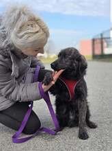 KIKI, Hund, Golden Retriever-Hravatski Ovcar-Mix in Kroatien - Bild 4