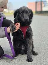 KIKI, Hund, Golden Retriever-Hravatski Ovcar-Mix in Kroatien - Bild 6