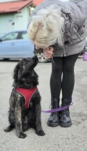 KIKI, Hund, Golden Retriever-Hravatski Ovcar-Mix in Kroatien - Bild 9