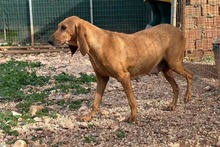 BELLA, Hund, Jagdhund-Mix in Griechenland - Bild 11