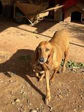 BELLA, Hund, Jagdhund-Mix in Griechenland - Bild 4