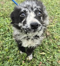 PUZZLE, Hund, Mischlingshund in Ungarn - Bild 3