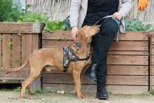 BUDDY, Hund, Segugio Italiano-Mix in Griechenland - Bild 5