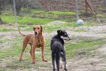 BUDDY, Hund, Segugio Italiano-Mix in Griechenland - Bild 9