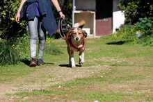 AMIRA, Hund, Mischlingshund in Griechenland - Bild 6