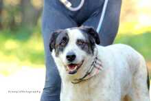 PENNY, Hund, Griechischer Schäferhund-Mix in Griechenland - Bild 1