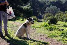 PENNY, Hund, Griechischer Schäferhund-Mix in Griechenland - Bild 4