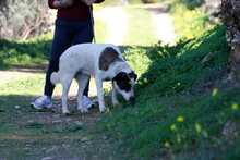 PENNY, Hund, Griechischer Schäferhund-Mix in Griechenland - Bild 5