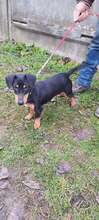 MARCI, Hund, Mischlingshund in Ungarn - Bild 2