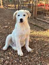 SNOW, Hund, Herdeschutzhund-Mix in Griechenland - Bild 2