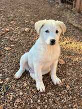 SNOW, Hund, Herdeschutzhund-Mix in Griechenland - Bild 3