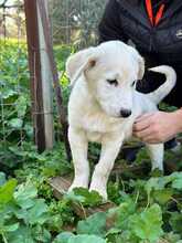 SNOW, Hund, Herdeschutzhund-Mix in Griechenland - Bild 6