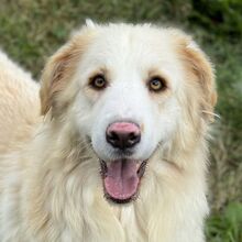 NUVOLA, Hund, Maremmano Abruzzese-Mix in Italien - Bild 1