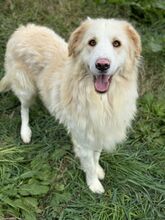 NUVOLA, Hund, Maremmano Abruzzese-Mix in Italien - Bild 2