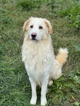 NUVOLA, Hund, Maremmano Abruzzese-Mix in Italien - Bild 3