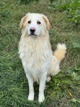 NUVOLA, Hund, Maremmano Abruzzese-Mix in Italien - Bild 4