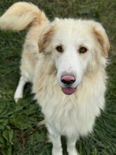 NUVOLA, Hund, Maremmano Abruzzese-Mix in Italien - Bild 6