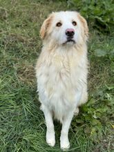 NUVOLA, Hund, Maremmano Abruzzese-Mix in Italien - Bild 7