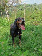 TYRA, Hund, Laufhund-Mix in Italien - Bild 3