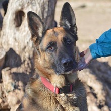 MAYA, Hund, Deutscher Schäferhund in Spanien - Bild 1