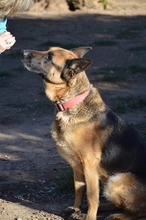 MAYA, Hund, Deutscher Schäferhund in Spanien - Bild 10