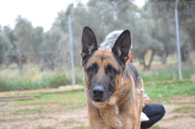 MAYA, Hund, Deutscher Schäferhund in Spanien - Bild 11