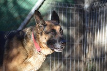 MAYA, Hund, Deutscher Schäferhund in Spanien - Bild 13