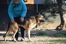 MAYA, Hund, Deutscher Schäferhund in Spanien - Bild 14