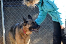 MAYA, Hund, Deutscher Schäferhund in Spanien - Bild 15