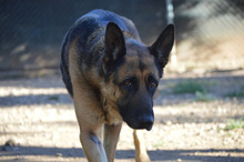 MAYA, Hund, Deutscher Schäferhund in Spanien - Bild 16