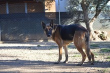 MAYA, Hund, Deutscher Schäferhund in Spanien - Bild 17