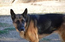 MAYA, Hund, Deutscher Schäferhund in Spanien - Bild 18