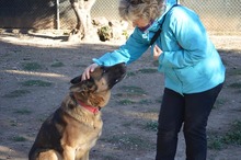 MAYA, Hund, Deutscher Schäferhund in Spanien - Bild 3