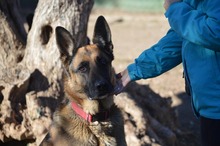 MAYA, Hund, Deutscher Schäferhund in Spanien - Bild 4