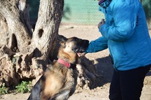 MAYA, Hund, Deutscher Schäferhund in Spanien - Bild 5