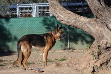 MAYA, Hund, Deutscher Schäferhund in Spanien - Bild 6