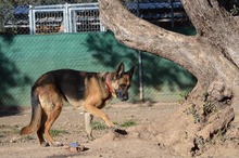 MAYA, Hund, Deutscher Schäferhund in Spanien - Bild 7