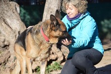 MAYA, Hund, Deutscher Schäferhund in Spanien - Bild 8