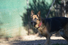 MAYA, Hund, Deutscher Schäferhund in Spanien - Bild 9