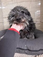 LASHI, Hund, Mischlingshund in Slowakische Republik - Bild 3