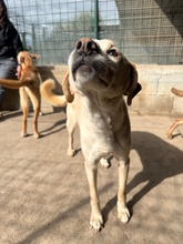 UGO, Hund, Mischlingshund in Italien - Bild 3