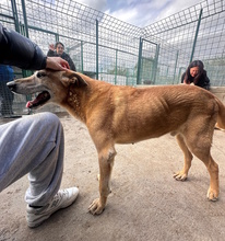 LACKY, Hund, Mischlingshund in Italien - Bild 1