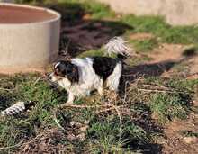 TABS, Hund, Mischlingshund in Wiesbaden - Bild 2