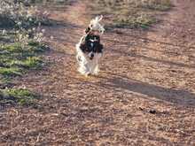 TABS, Hund, Mischlingshund in Wiesbaden - Bild 4